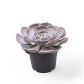 Echeveria 'Pollux' potted houseplant in nursery pot on white background, product photo 2.