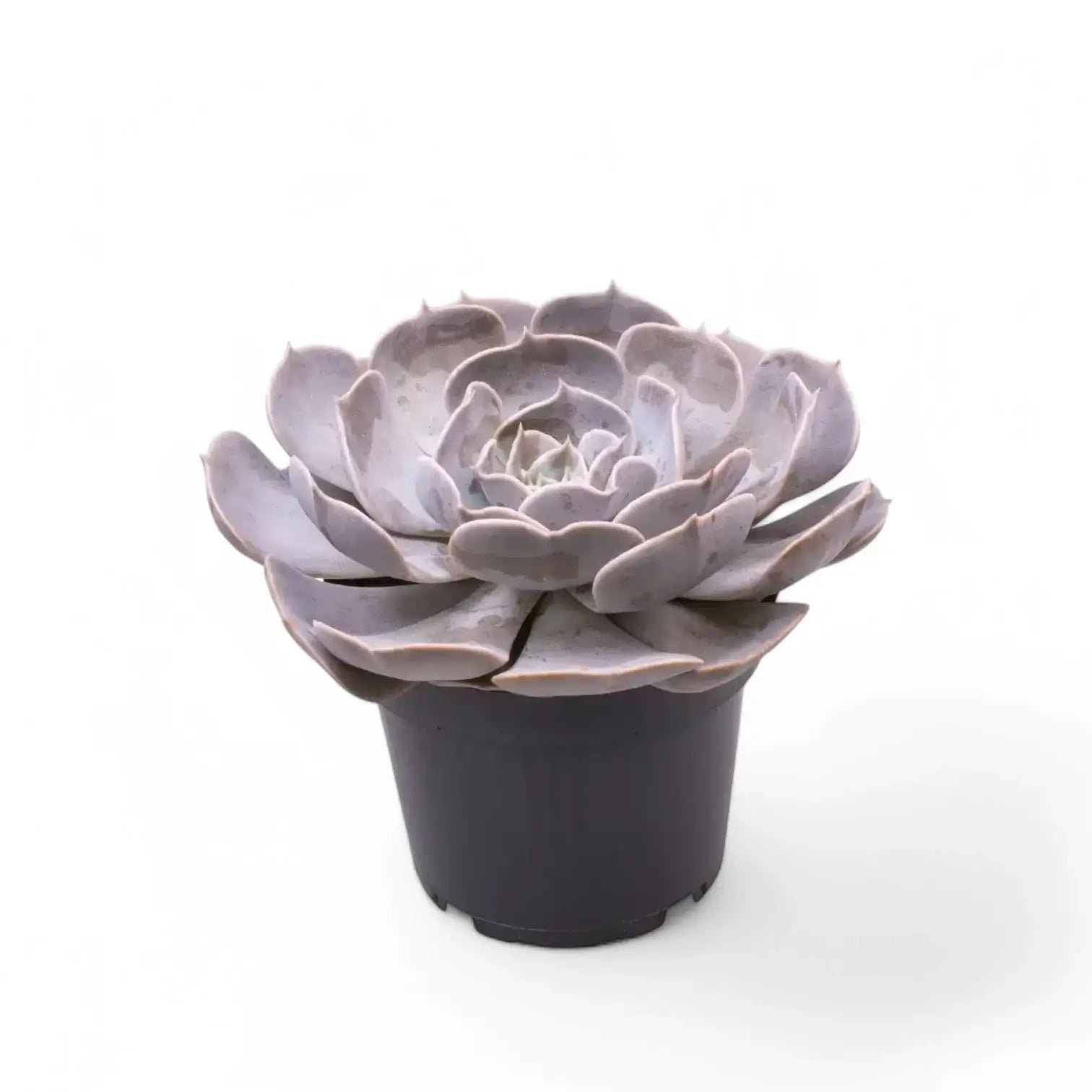 Echeveria 'Pollux' potted houseplant in nursery pot on white background, product photo 2.