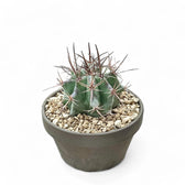 Echinocactus platyacanthus Zimmerpflanze im Anzuchttopf vor weißem Hintergrund, Produktfoto 2.