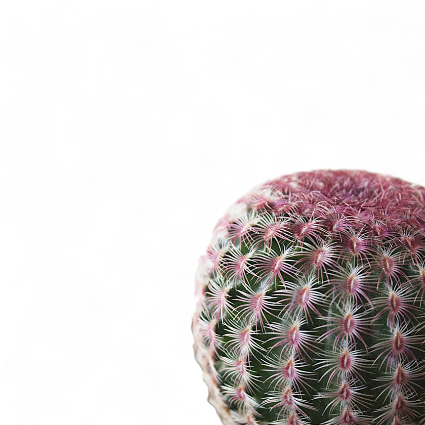 Echinocereus pectinatus leaf close-up on white background.