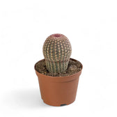 Echinocereus pectinatus potted houseplant in nursery pot on white background, product photo 3.