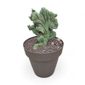 Echinopsis lageniformis f. monstruosa cristata potted houseplant in nursery pot on white background, product photo 2.