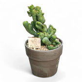 Echinopsis lageniformis f. monstruosa cristata potted houseplant in nursery pot on white background, product photo 3.