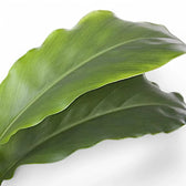 Elettaria cardamomum – Blattdetail vor weißem Hintergrund..