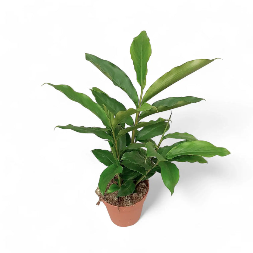 Elettaria cardamomum potted houseplant in nursery pot on white background, product photo 2.