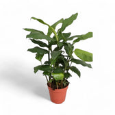 Elettaria cardamomum Zimmerpflanze im Anzuchttopf vor weißem Hintergrund, Produktfoto 3.