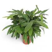 Elettaria cardamomum Zimmerpflanze im Anzuchttopf vor weißem Hintergrund, Produktfoto 6.