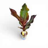 Ensete ventricosum 'Maurelii' potted plant with large green and brown leaves on a white background