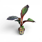 Ensete ventricosum 'Maurelii' potted plant with large green leaves on a white background