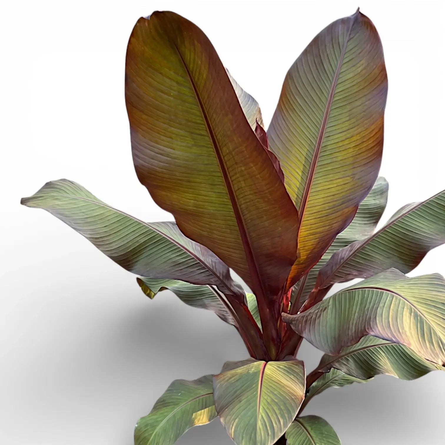 Ensete ventricosum 'Maurelii' tropical plant with large green and purple leaves on a white background