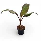 Ensete ventricosum 'Maurelii' potted plant with large green leaves on a white background
