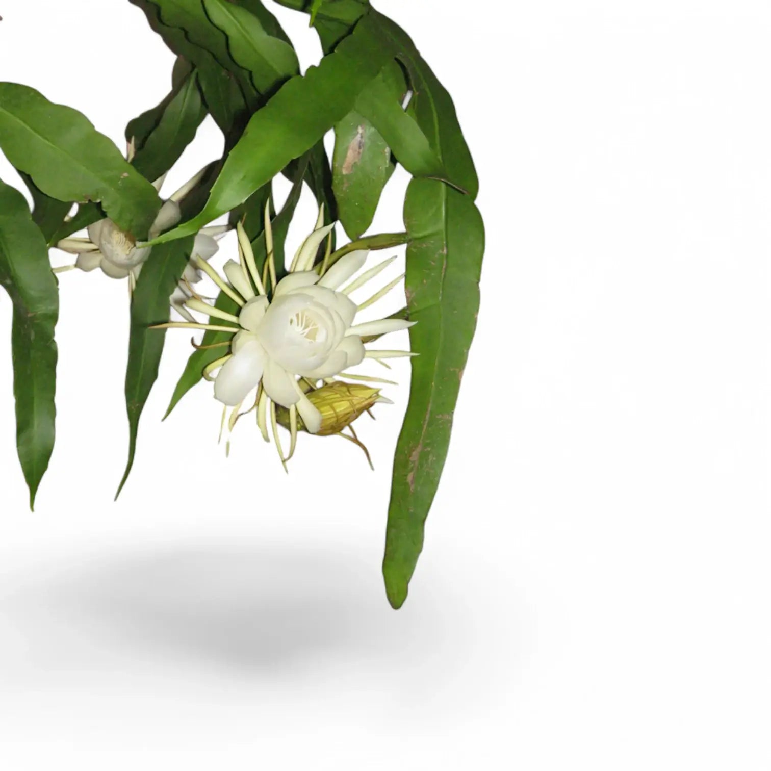 Epiphyllum oxypetalum – Blattdetail vor weißem Hintergrund..