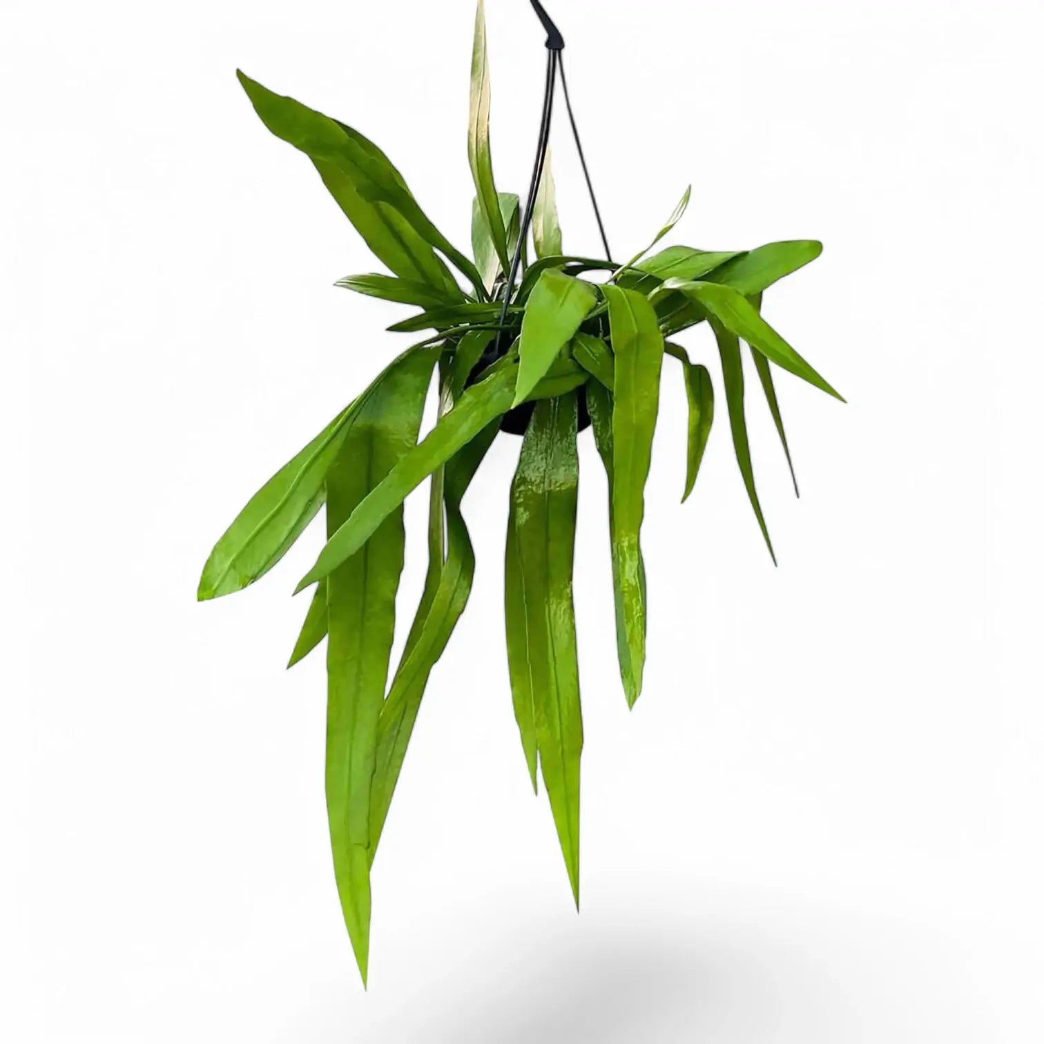 Epiphyllum oxypetalum Zimmerpflanze im Anzuchttopf vor weißem Hintergrund, Produktfoto 2.