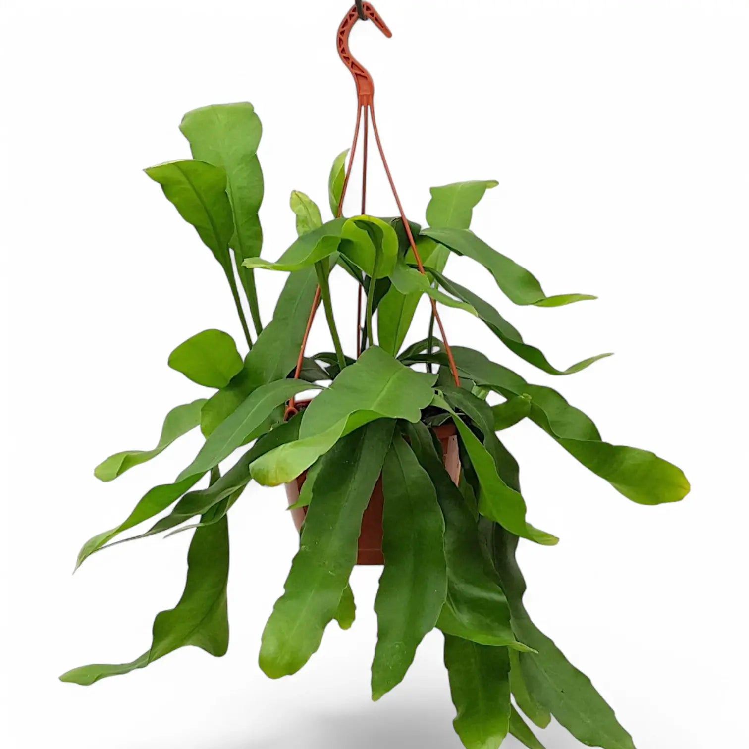 Epiphyllum oxypetalum Zimmerpflanze im Anzuchttopf vor weißem Hintergrund, Produktfoto 3.