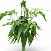 Epiphyllum oxypetalum Zimmerpflanze im Anzuchttopf vor weißem Hintergrund, Produktfoto 4.