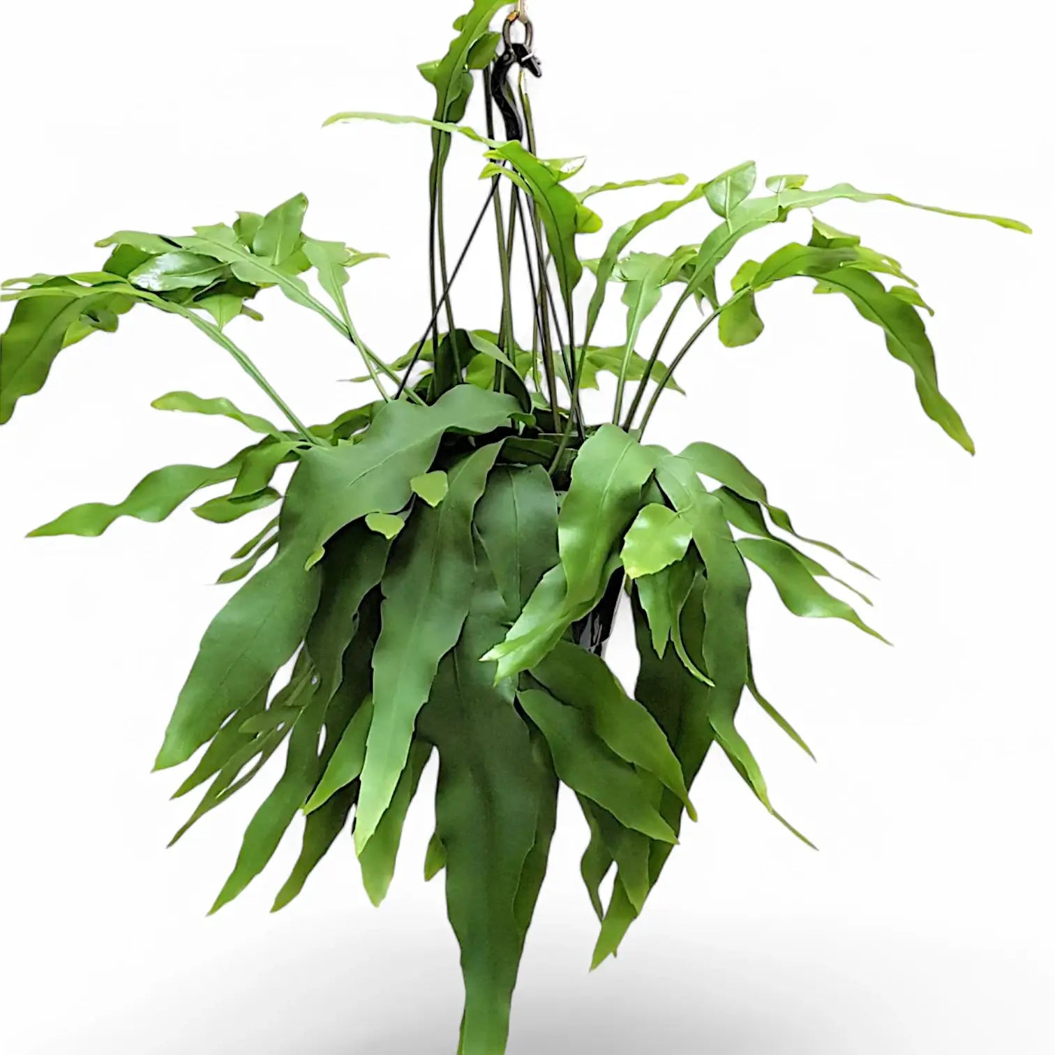 Epiphyllum oxypetalum Zimmerpflanze im Anzuchttopf vor weißem Hintergrund, Produktfoto 4.