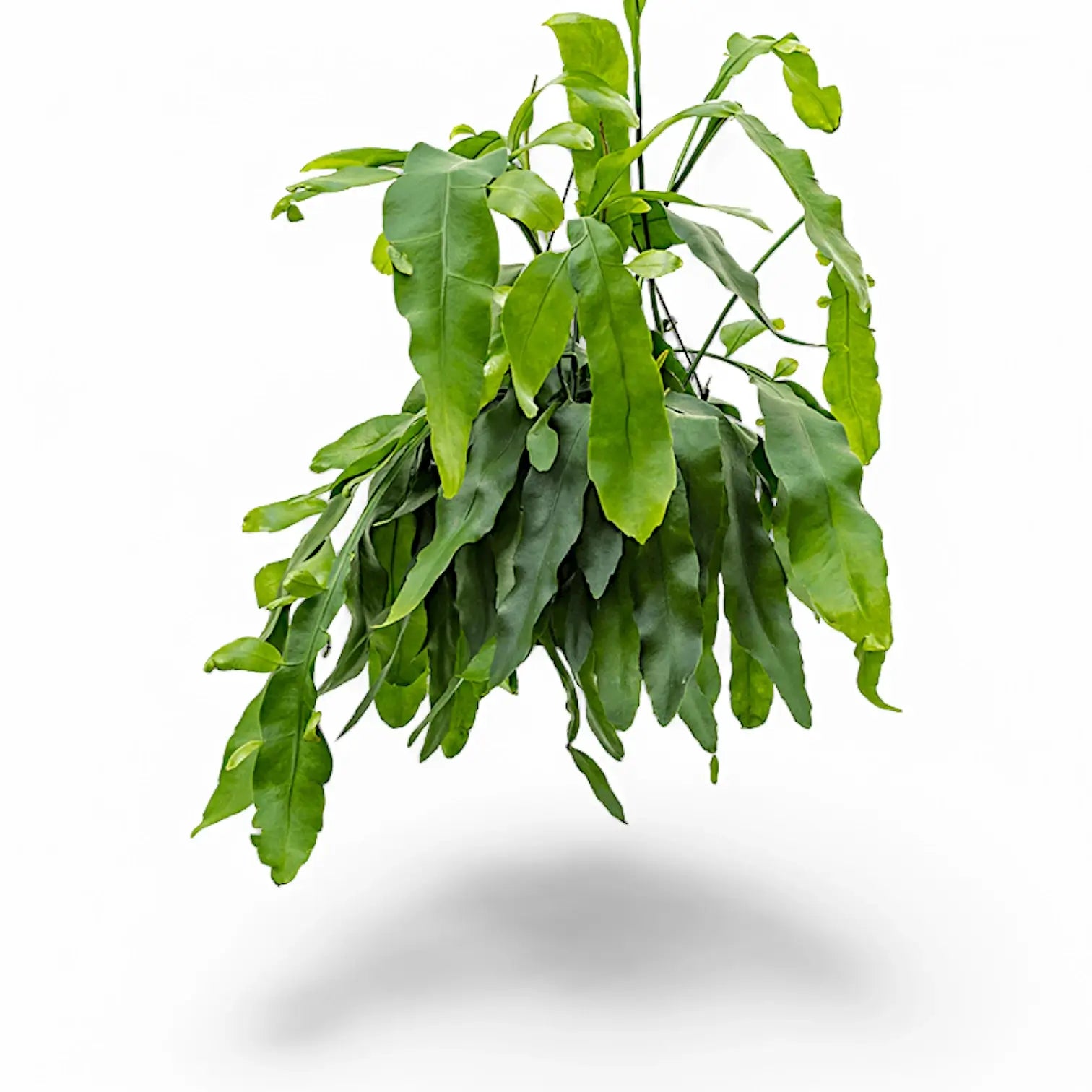 Epiphyllum oxypetalum Zimmerpflanze im Anzuchttopf vor weißem Hintergrund, Produktfoto 5.