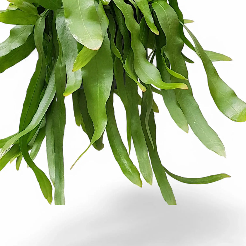 Epiphyllum pumilum leaf close-up on white background.