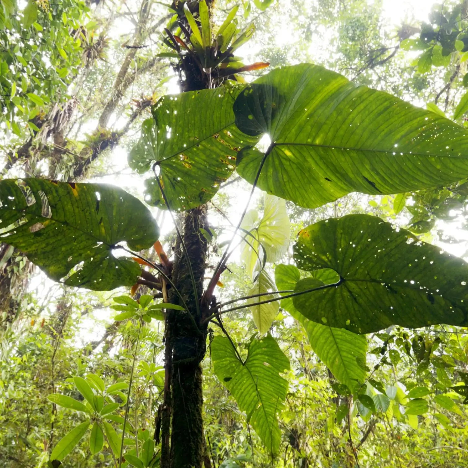 Tropical rainforest with large green leaves of an Anthurium plant growing epiphytically on a tree, and a misty atmosphere