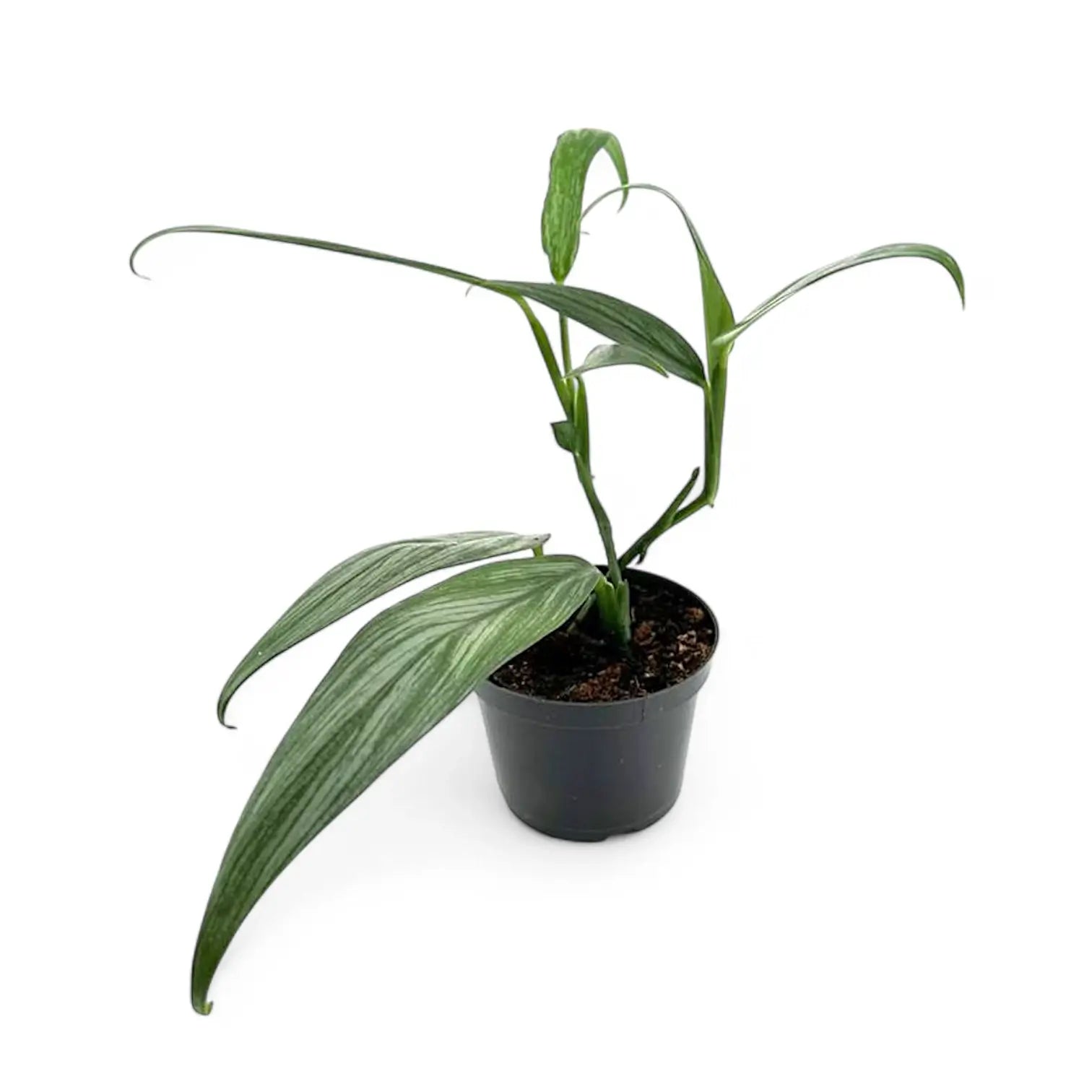 Epipremnum amplissimum potted houseplant in nursery pot on white background, product photo 2.