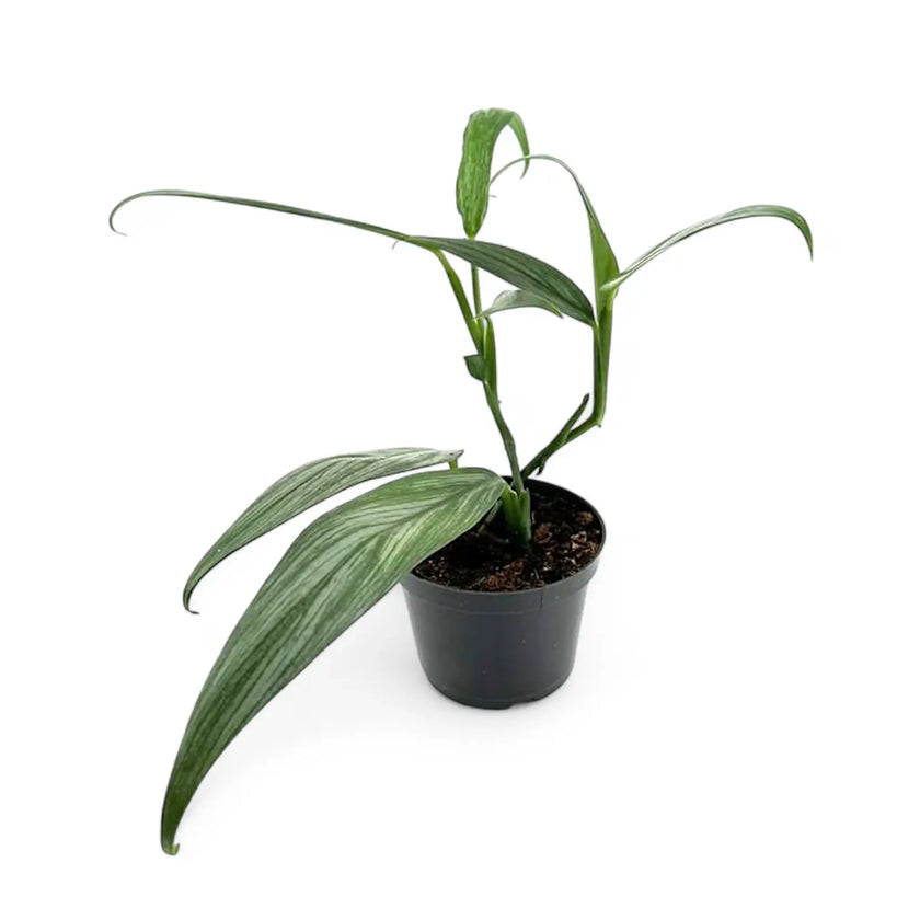 Epipremnum amplissimum potted houseplant in nursery pot on white background, product photo 2.