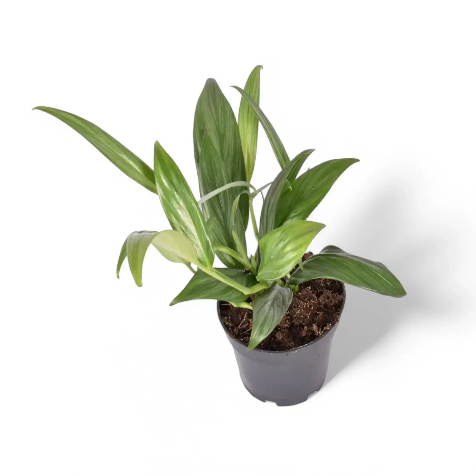 Epipremnum amplissimum potted houseplant in nursery pot on white background, product photo 3.