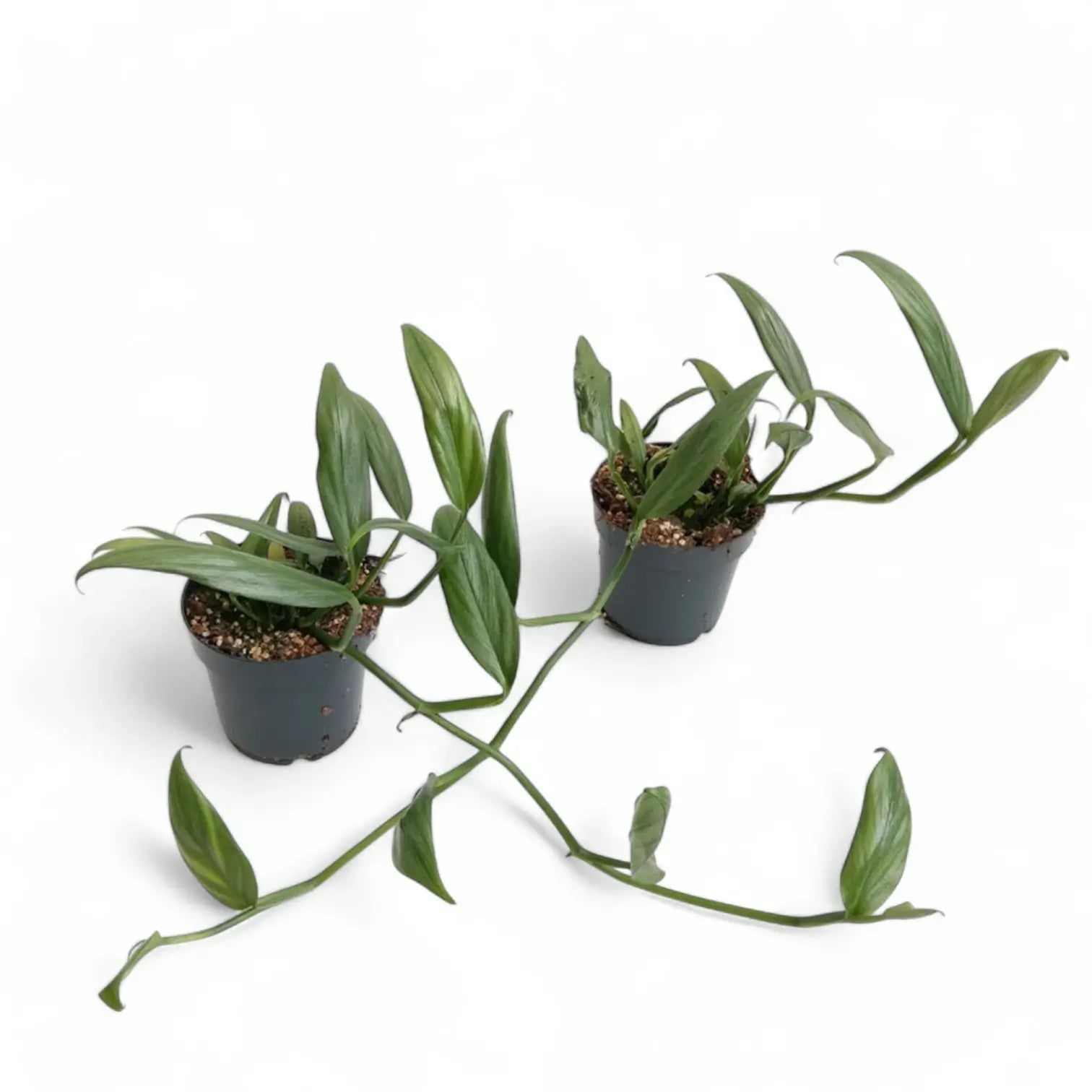 Epipremnum amplissimum potted houseplant in nursery pot on white background, product photo 4.