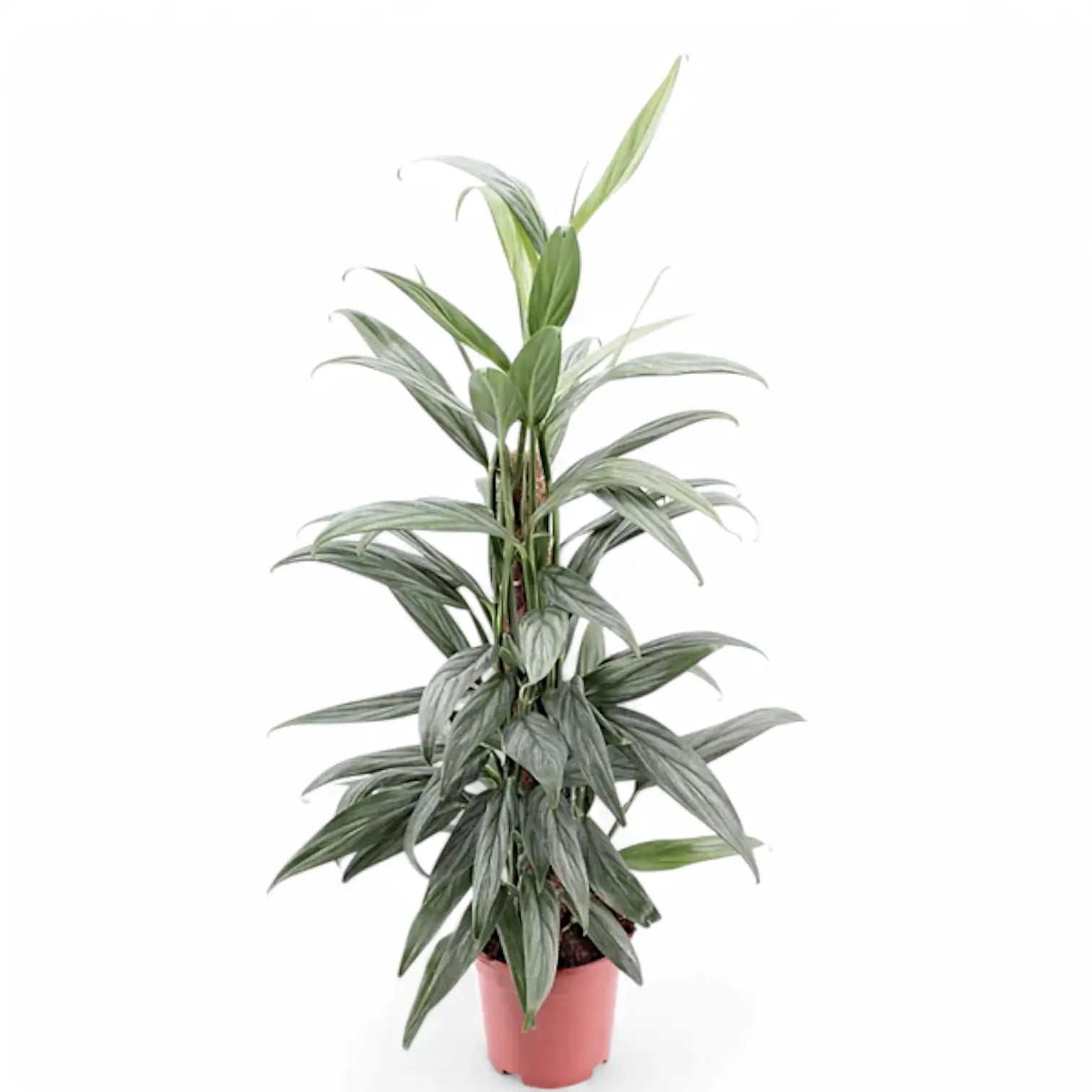 Epipremnum amplissimum potted houseplant in nursery pot on white background, product photo 6.