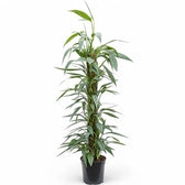 Epipremnum amplissimum potted houseplant in nursery pot on white background, product photo 7.