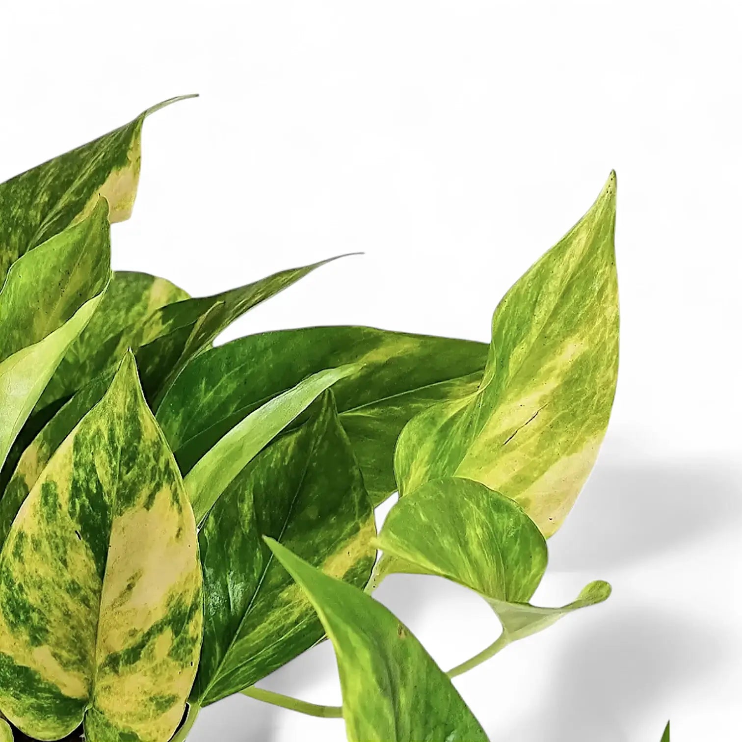 Epipremnum aureum – Blattdetail vor weißem Hintergrund..