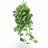 Epipremnum aureum ‘Global Green’ Zimmerpflanze im Anzuchttopf vor weißem Hintergrund, Produktfoto 6.