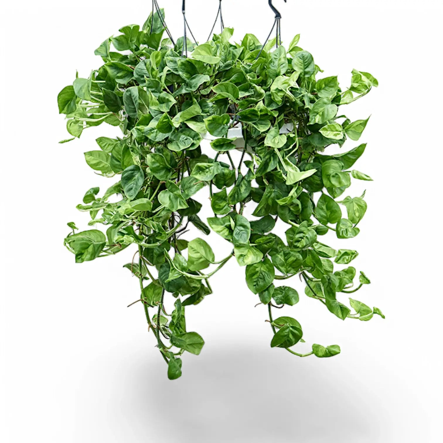 Epipremnum aureum ‘Global Green’ Zimmerpflanze im Anzuchttopf vor weißem Hintergrund, Produktfoto 7.