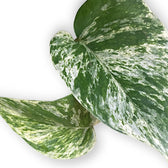 Epipremnum aureum 'Marble queen' – Blattdetail vor weißem Hintergrund..