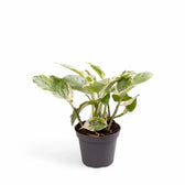 Epipremnum aureum 'Pearls and Jade' aka 'White Panther' potted houseplant in nursery pot on white background, product photo 2.