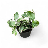 Epipremnum aureum 'Pearls and Jade' aka 'White Panther' potted houseplant in nursery pot on white background, product photo 3.