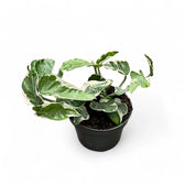 Epipremnum aureum 'Pearls and Jade' aka 'White Panther' potted houseplant in nursery pot on white background, product photo 4.