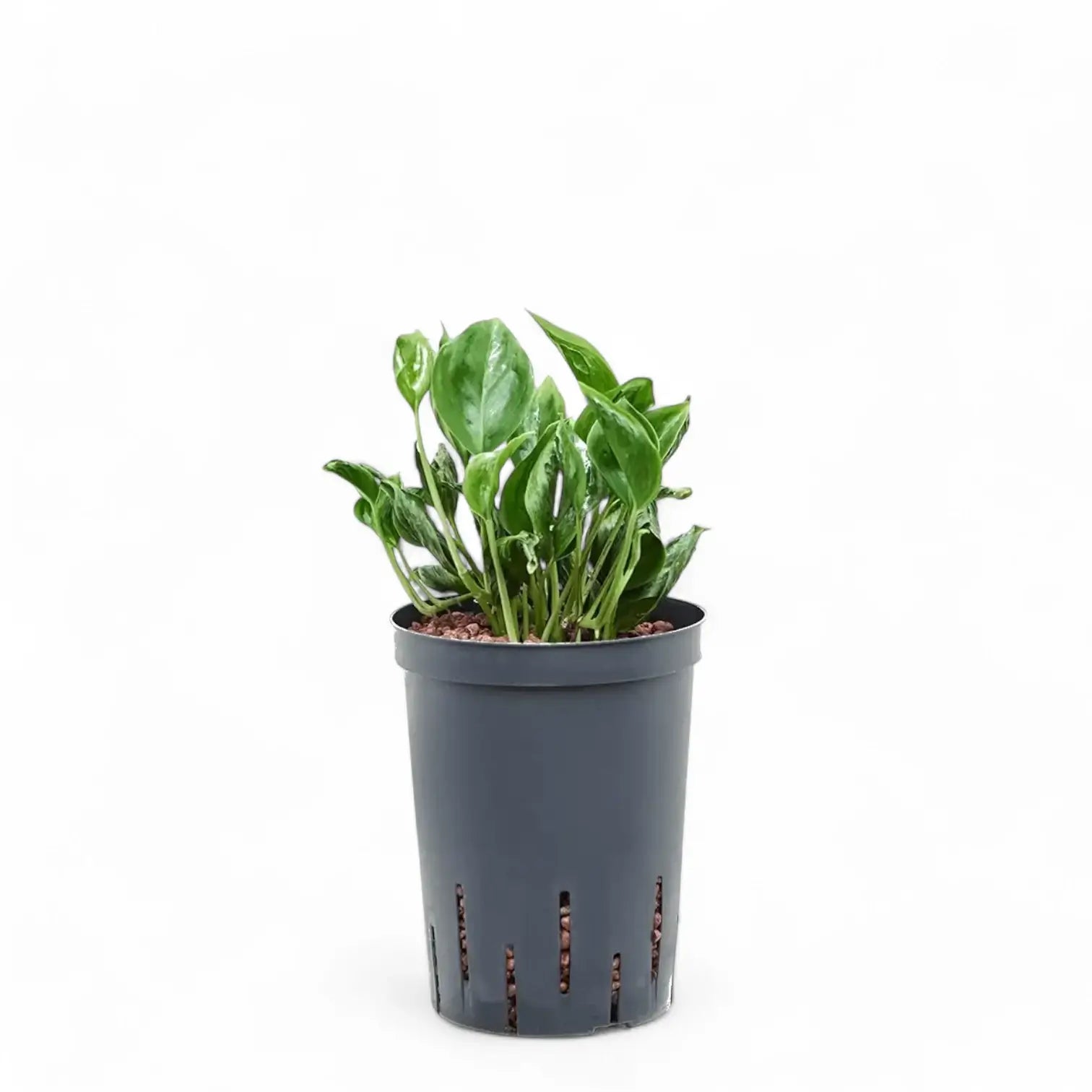 Epipremnum aureum 'Shangri La' aka 'Sleeping Pothos' Zimmerpflanze im Anzuchttopf vor weißem Hintergrund, Produktfoto 5.