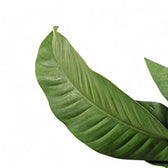 Epipremnum giganteum – Blattdetail vor weißem Hintergrund..