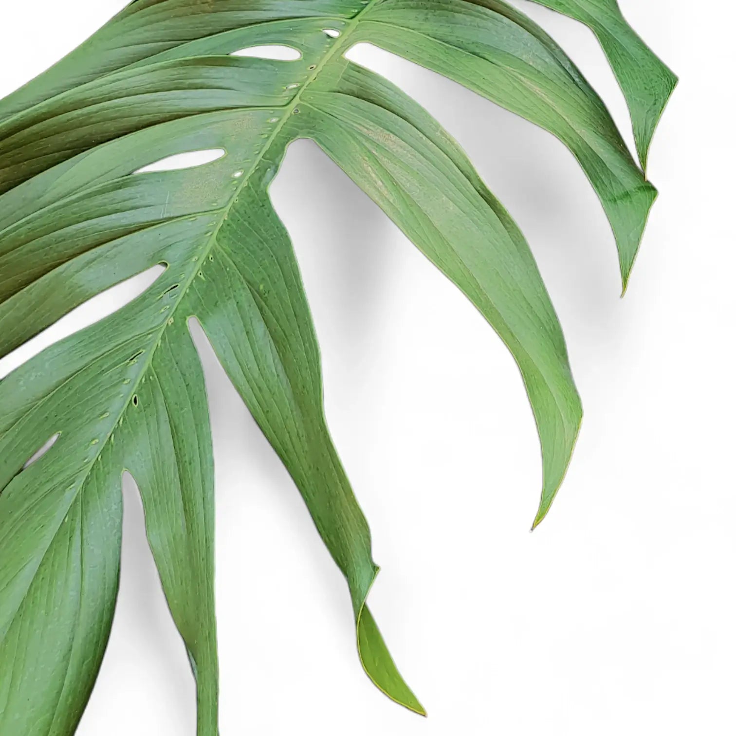 Epipremnum pinnatum – Blattdetail vor weißem Hintergrund..