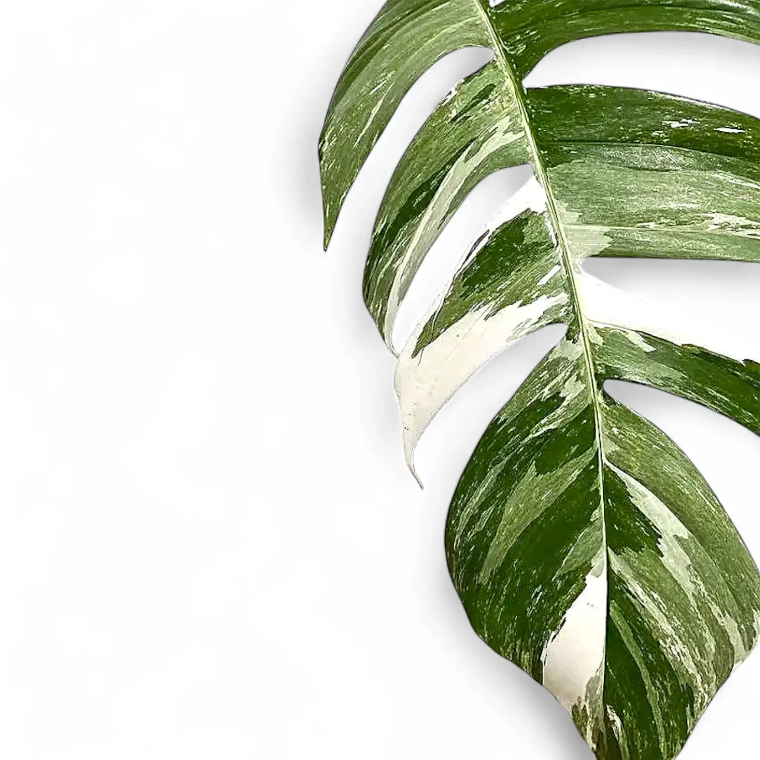 Epipremnum pinnatum variegata – Blattdetail vor weißem Hintergrund..