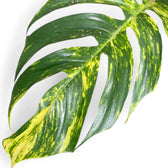 Epipremnum pinnatum aureum cintho goldfinger – Hauptproduktfoto vor weißem Hintergrund.