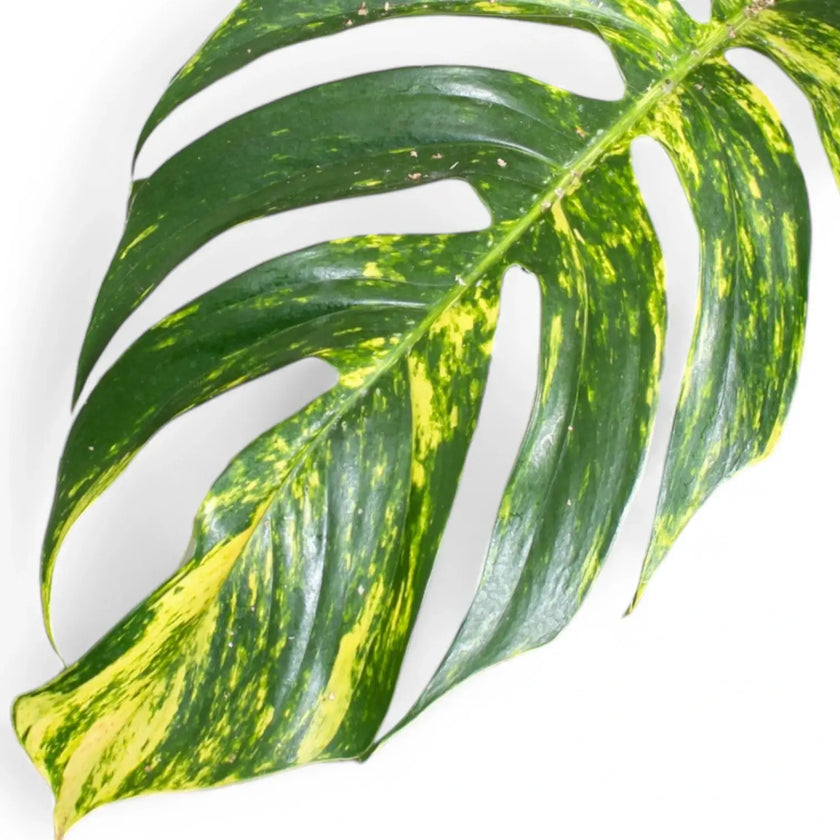 Epipremnum pinnatum aureum cintho goldfinger main product photo on white background.