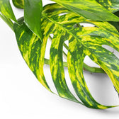 Epipremnum pinnatum aureum cintho goldfinger – Topfpflanze im Kulturtopf vor weißem Hintergrund, Produktfoto 2.