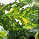 Epipremnum pinnatum aureum cintho goldfinger – Topfpflanze im Kulturtopf vor weißem Hintergrund, Produktfoto 5.