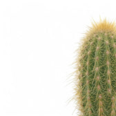 Espostoa guentheri – Blattdetail vor weißem Hintergrund..