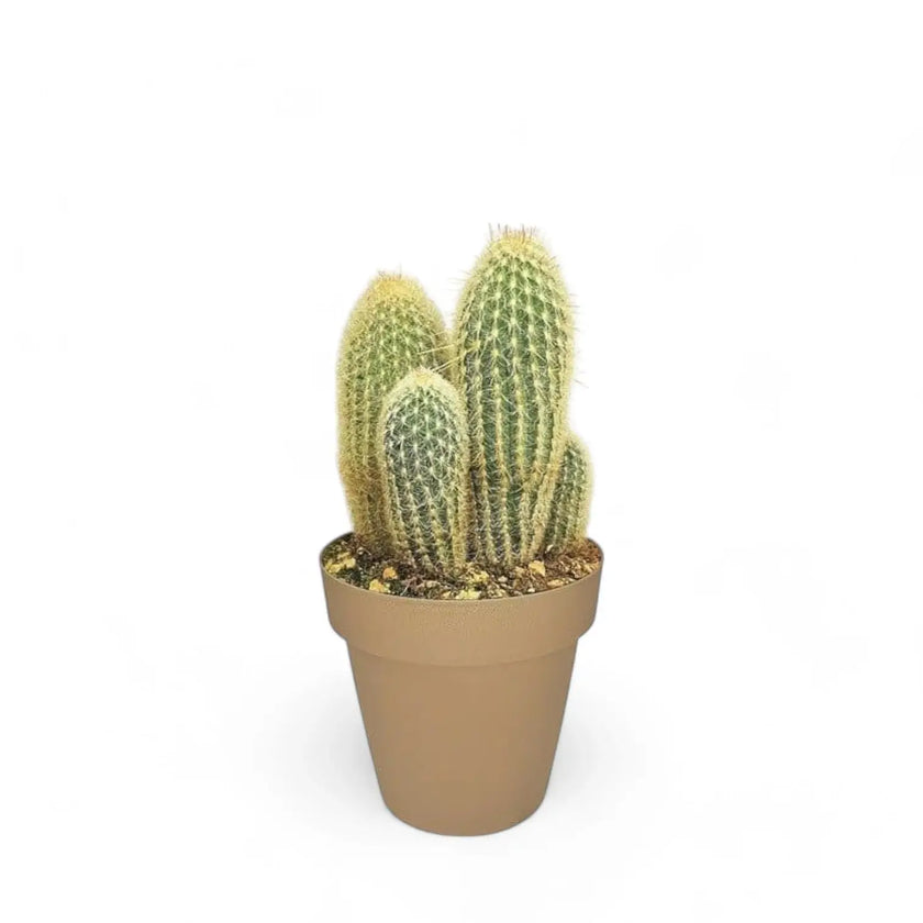 Espostoa lanata potted houseplant in nursery pot on white background, product photo 2.