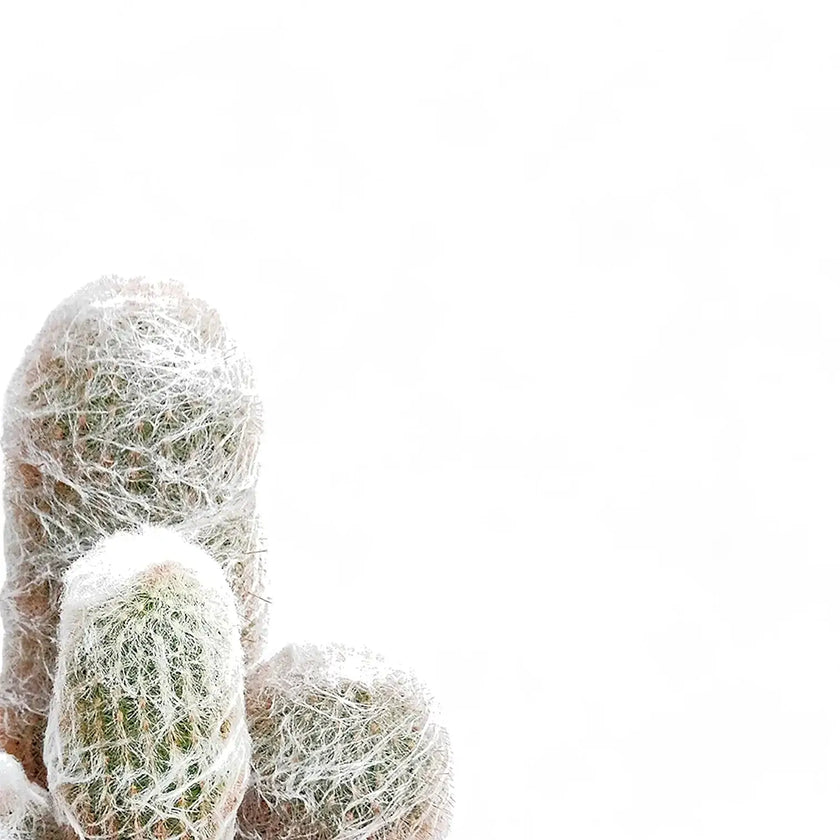 Espostoa senilis leaf close-up on white background.