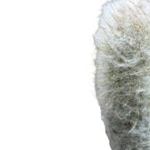 Espostoopsis dybowskii – Blattdetail vor weißem Hintergrund..