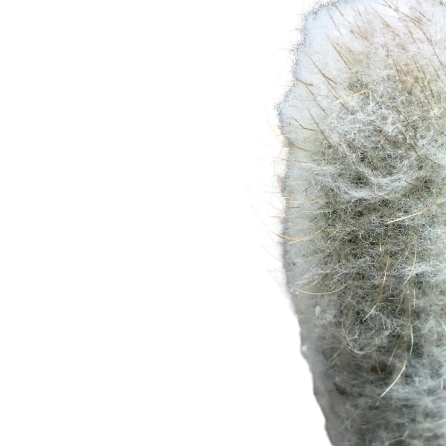 Espostoopsis dybowskii – Blattdetail vor weißem Hintergrund..