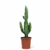 Euphorbia abyssinica potted houseplant in nursery pot on white background, product photo 2.